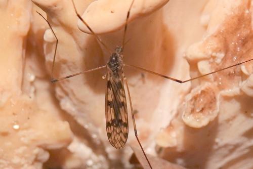 Metalimnobia quadrimaculata